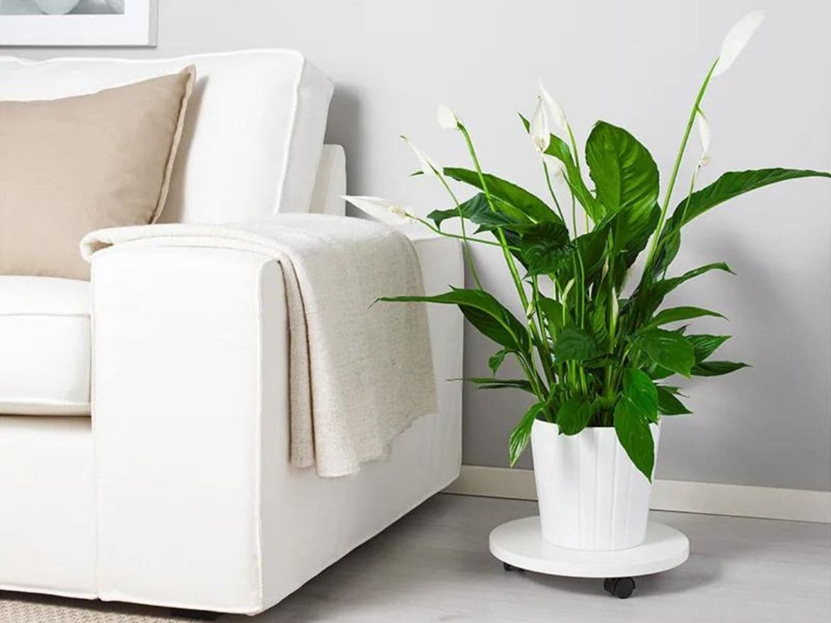 Las 5 Mejores Plantas Generadoras de Oxígeno para tu Apartamento