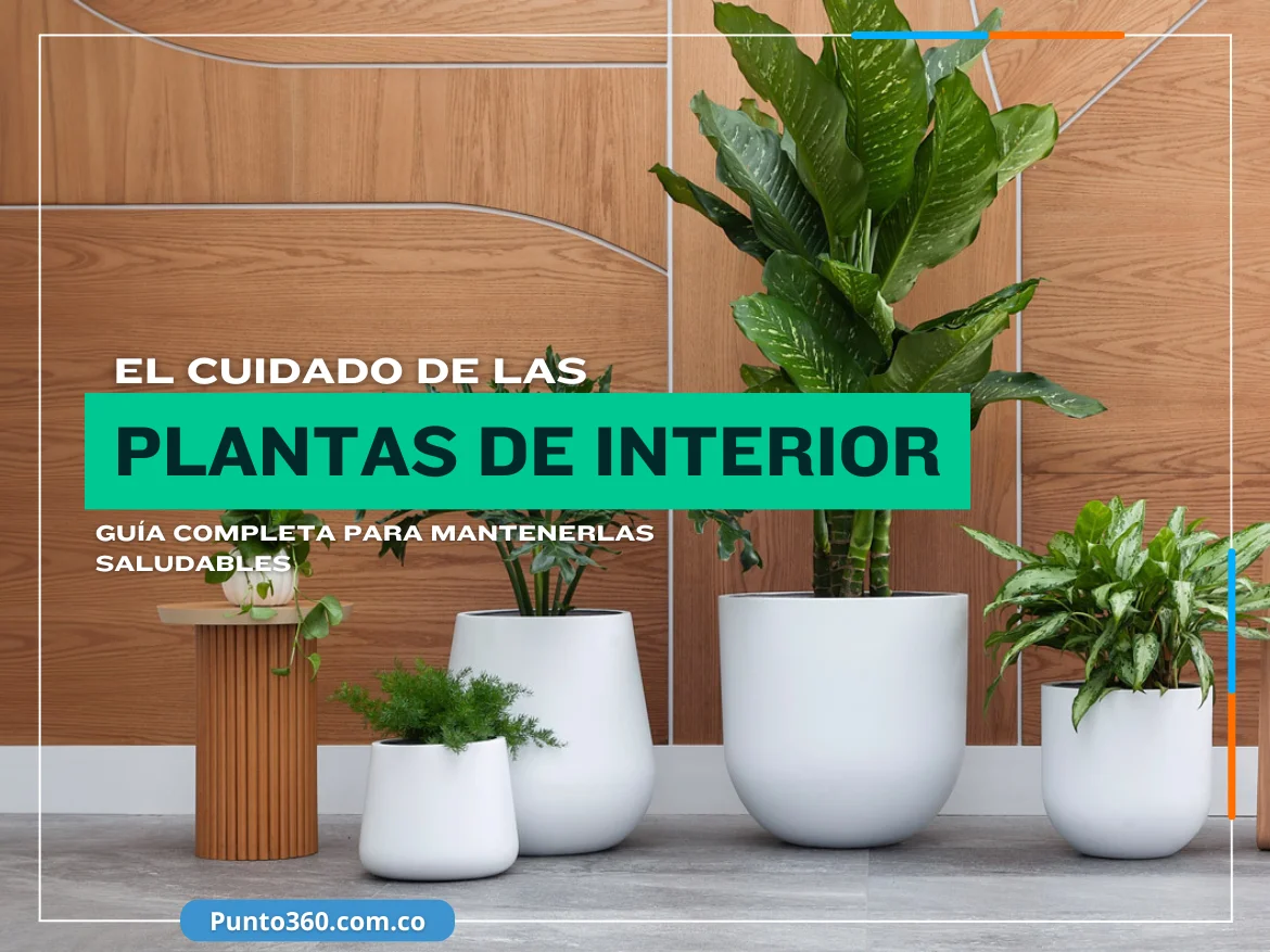 El Cuidado de las Plantas de Interior en Macetas - Punto360